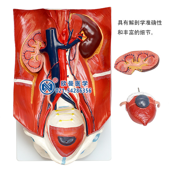 泌尿系統模型分解為3部件