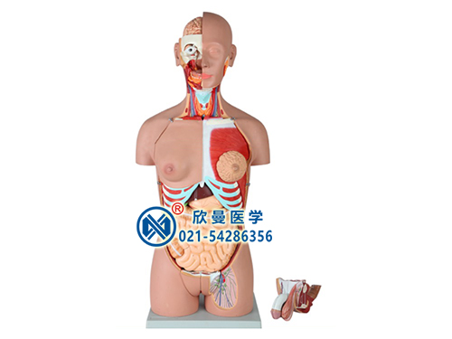 兩性軀干模型,人體內臟器官模型