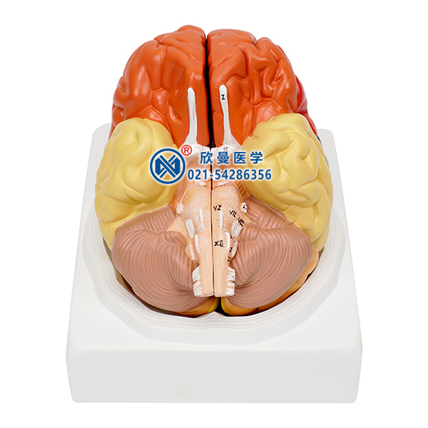 大腦皮質分區模型整體結構