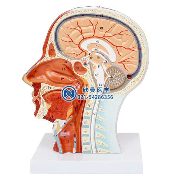頭部正中矢狀切面附血管神經模型側面結構