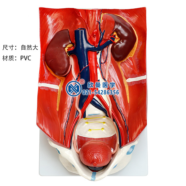 泌尿系統模型