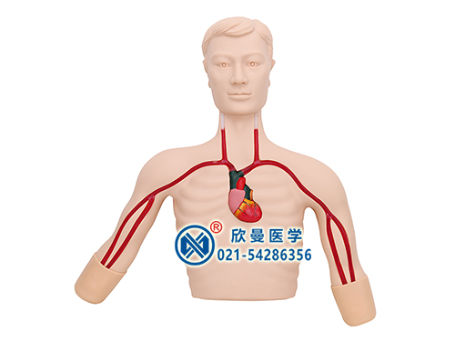 PICC線介入操作訓練模型,PICC深靜脈穿刺置管模型