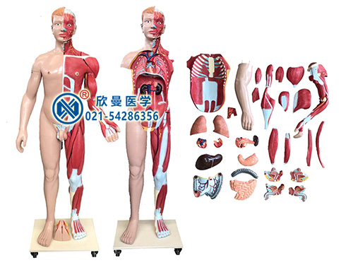 人體全身層次肌肉附內臟解剖模型