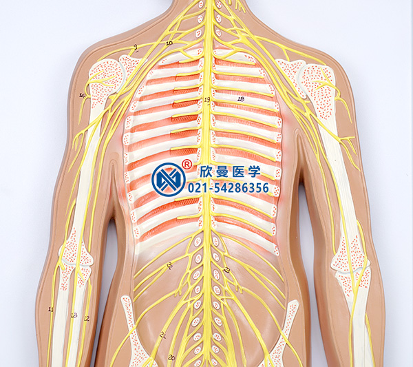 人體神經(jīng)系統(tǒng)模型(上半身神經(jīng)分布)