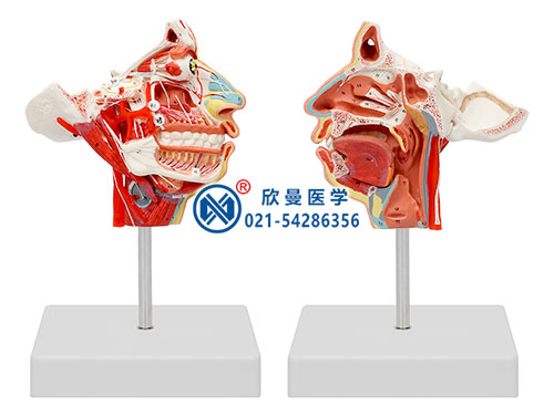 頭面部血管神經模型