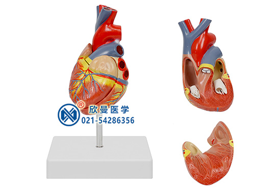 心臟解剖模型