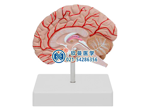 右半腦帶血管和神經模型