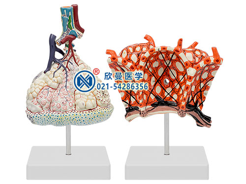 肺小葉連肺泡放大模型