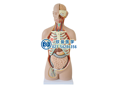 無性軀干模型,人體半身軀干模型
