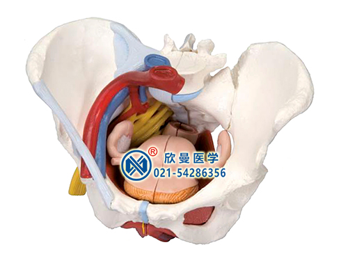 女性骨盆附盆底肌肉韌帶盆腔器官及血管神經模型
