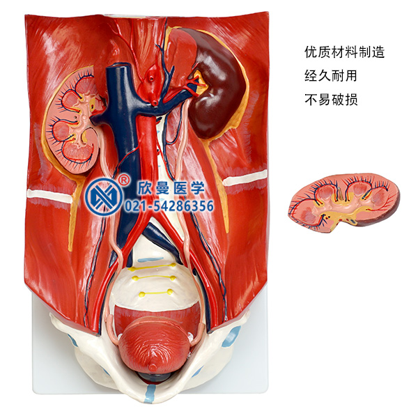 泌尿系統模型分解為2部分