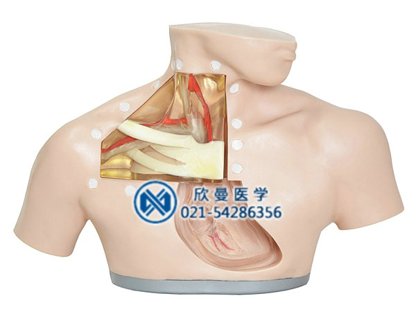 中心靜脈穿刺置管模型