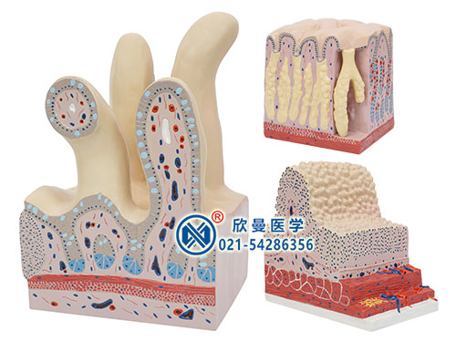 消化管道構造模型,胃腸光鏡模型