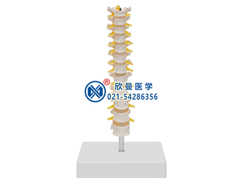 12節胸椎模型