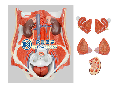 兩性泌尿系統模型