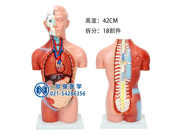 無性人體軀干模型整體結構