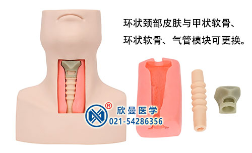 高級環甲膜穿刺及氣管切開插管模型