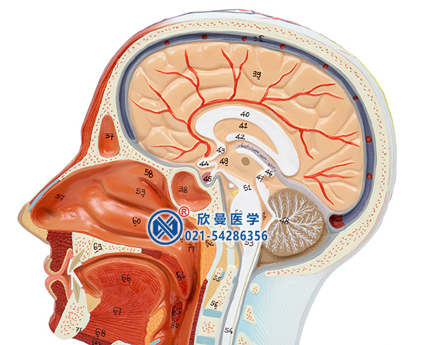 頭部正中矢狀切面附血管神經模型(面部)