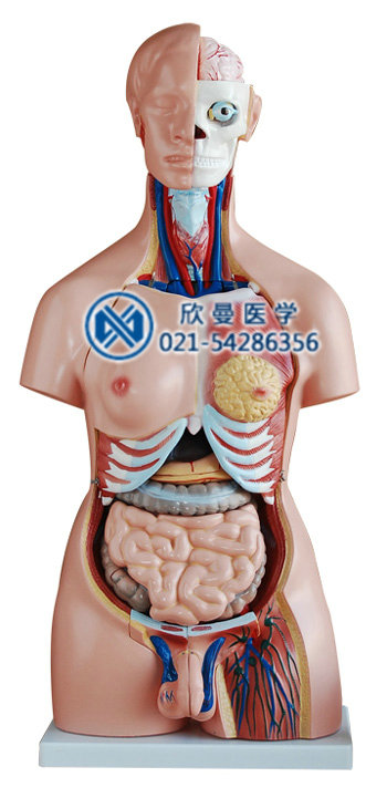 人體半身軀干模型整體結構