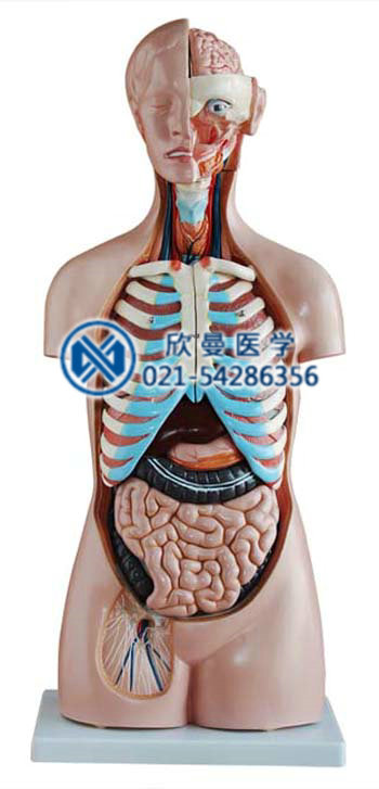 無性軀干模型整體結構