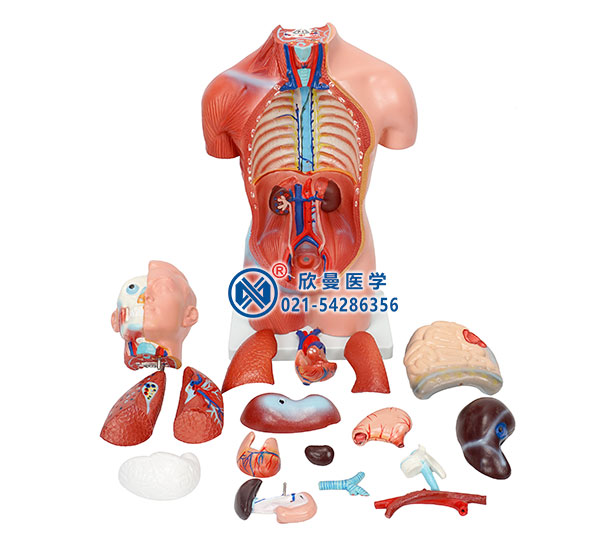 人體半身軀干模型拆分為18部件