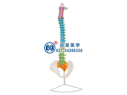 彩色脊椎模型