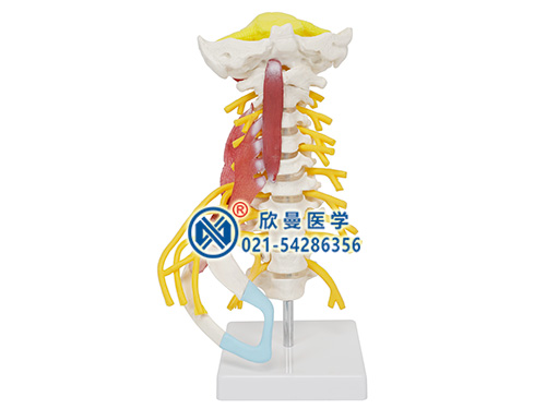 頸椎肌肉帶腦干附神經模型