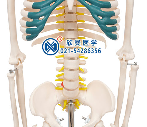 人體骨骼帶神經模型2