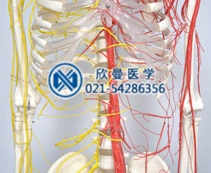 模型血管神經分布情況