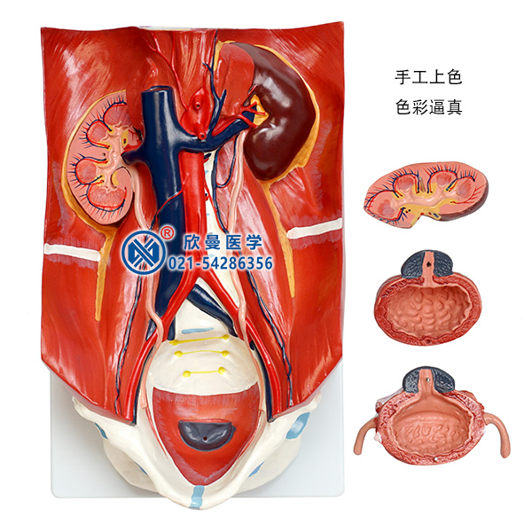 泌尿系統模型分解為4部件