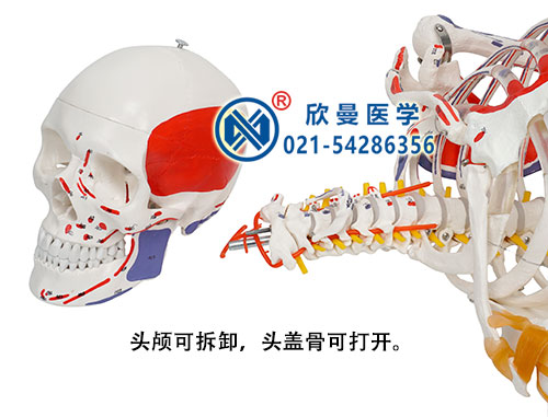 人體骨骼附關節韌帶和肌肉起止點著色模型(頭顱骨可拆卸)