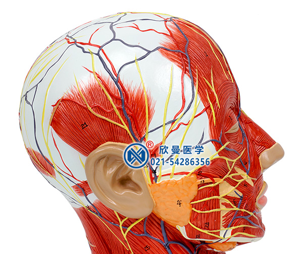 頭部正中矢狀切面附血管神經模型(頭部血管神經)
