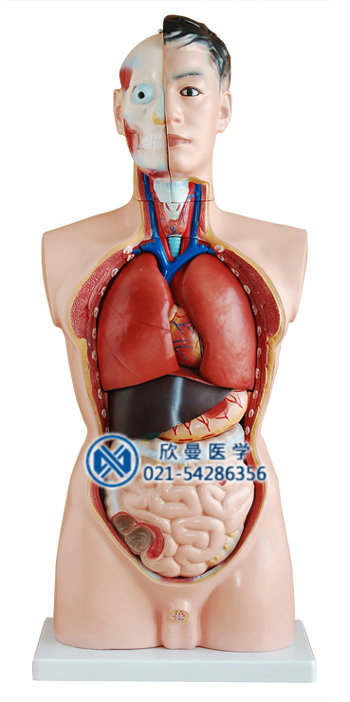 男性人體軀干模型整體結構