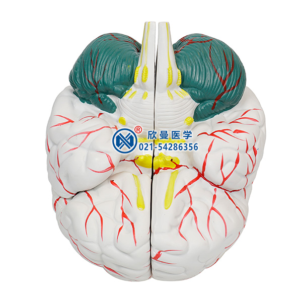 腦解剖模型整體構造