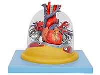 心臟與透明肺、氣管、支氣管樹模型