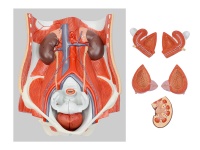 兩性泌尿系統模型
