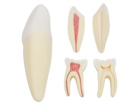 人體牙齒解剖放大模型（切牙、尖牙、磨牙模型）