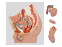 男性盆腔矢狀切模型（4部件，帶數(shù)字標識）