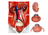 泌尿系統模型（泌尿系統附腹后壁模型）