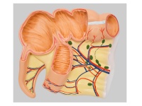 闌尾和盲腸解剖模型