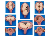 胎兒妊娠發(fā)育過程模型