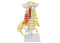 頸椎肌肉帶腦干附神經模型