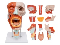 鼻、口、咽、喉腔分解模型