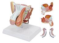 男性生殖器官結(jié)構(gòu)模型
