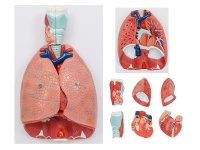 喉、心、肺解剖模型（呼吸系統(tǒng)模型）