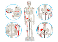 人體骨骼附半邊肌肉著色模型85CM